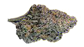 Lemon Cherry Gelato Strain | Yellow Dream Farm | Cannabis Cultivation